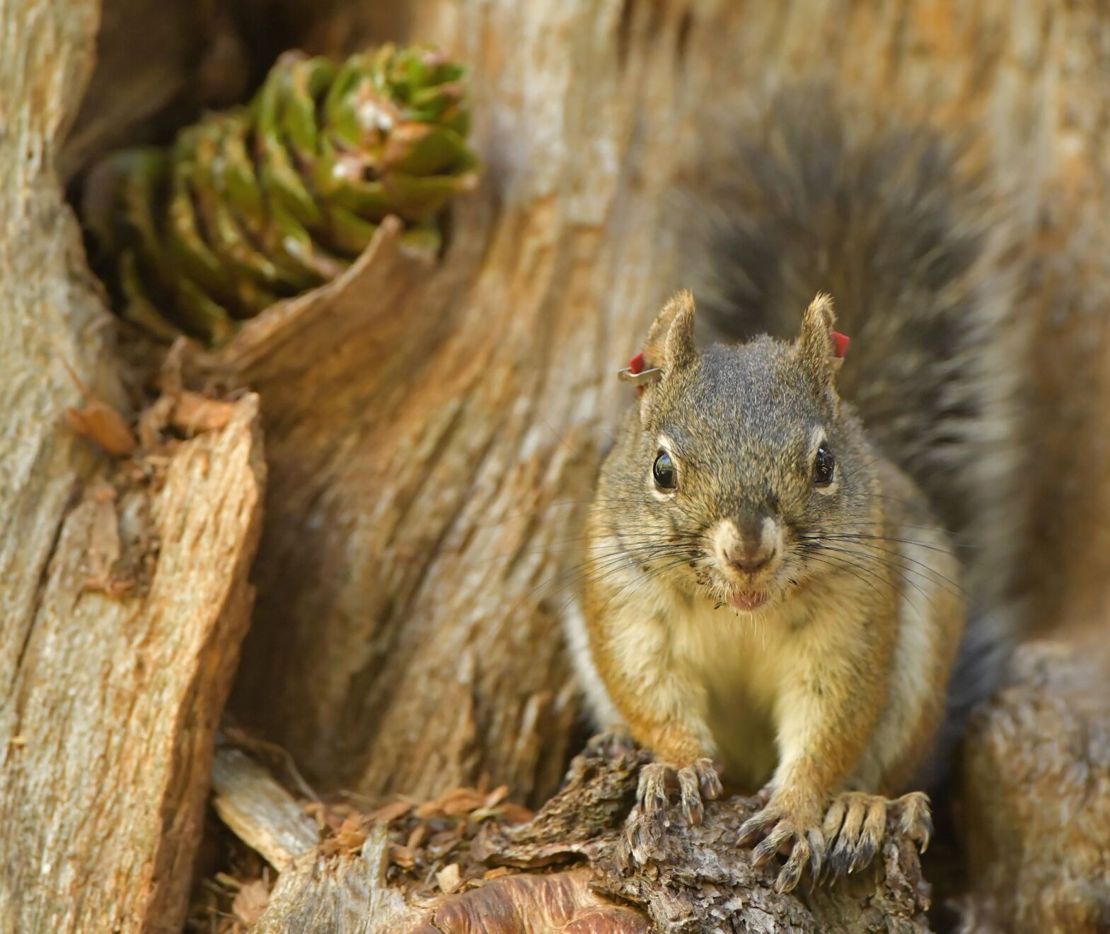 Judge sets deadline to protect endangered ÃÛÁÄÖ±²¥ squirrel's habitat